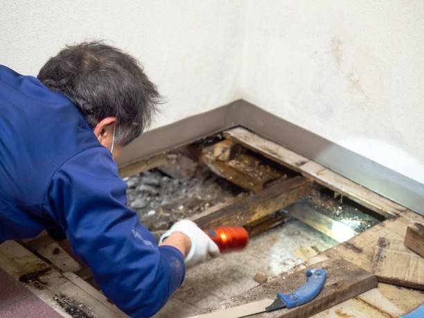Best Same-Day Mold Removal  in Eugene, OR