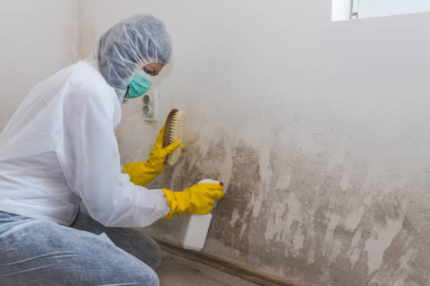 Best Affordable Mold Removal  in Eugene, OR