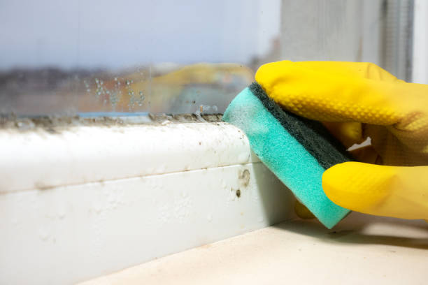 Best Toxic Mold Removal  in Eugene, OR