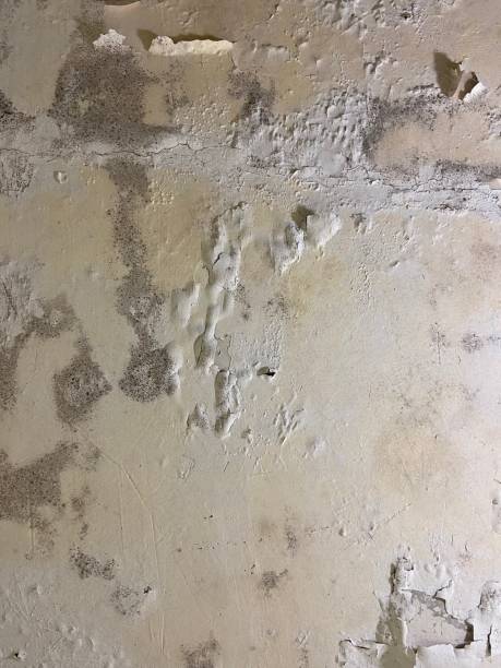 Professional Mold Removal in Eugene, OR