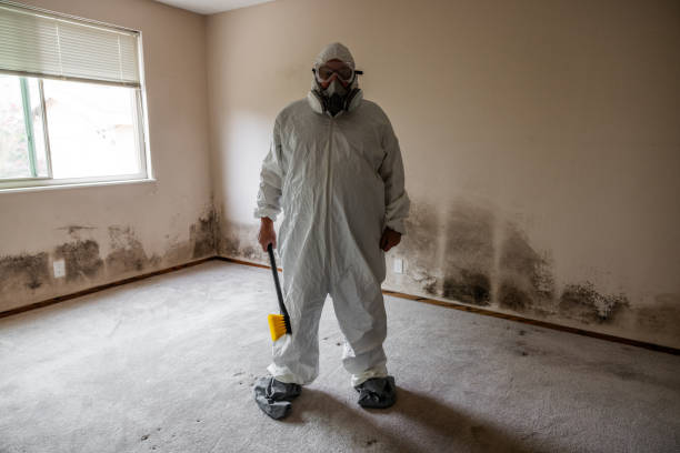Attic Mold Removal in Eugene, OR