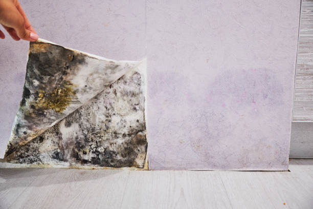 Best Black Mold Removal  in Eugene, OR